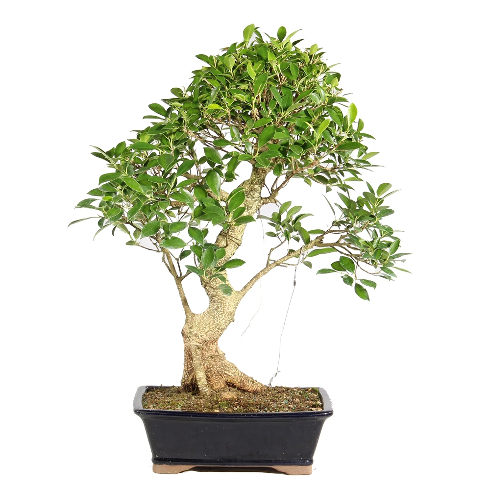 Ficus in a bonsai container 
