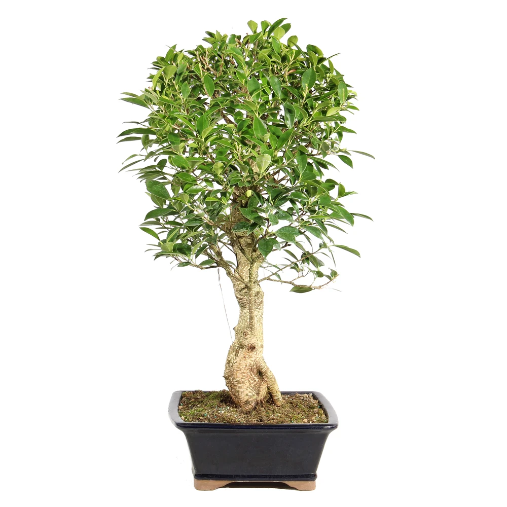 Ficus left side view 