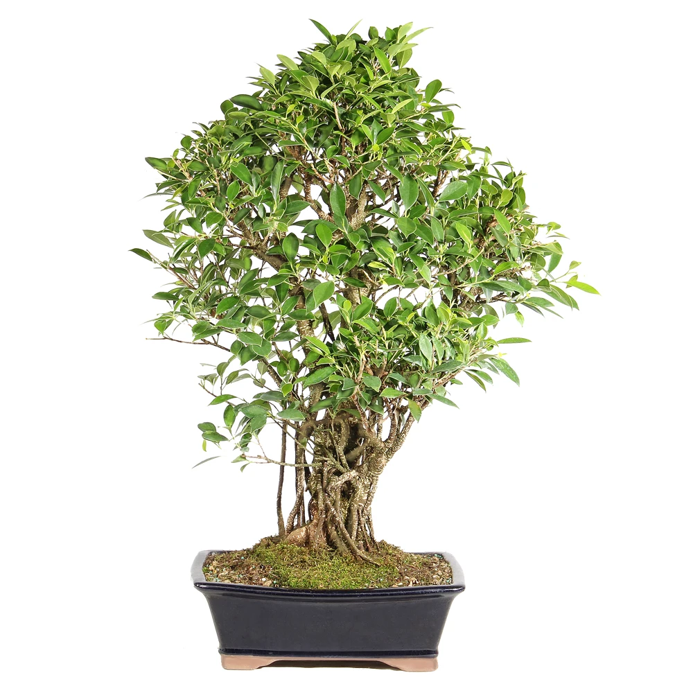 Ficus back view 