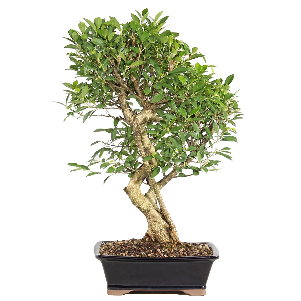 Ficus in a bonsai container 