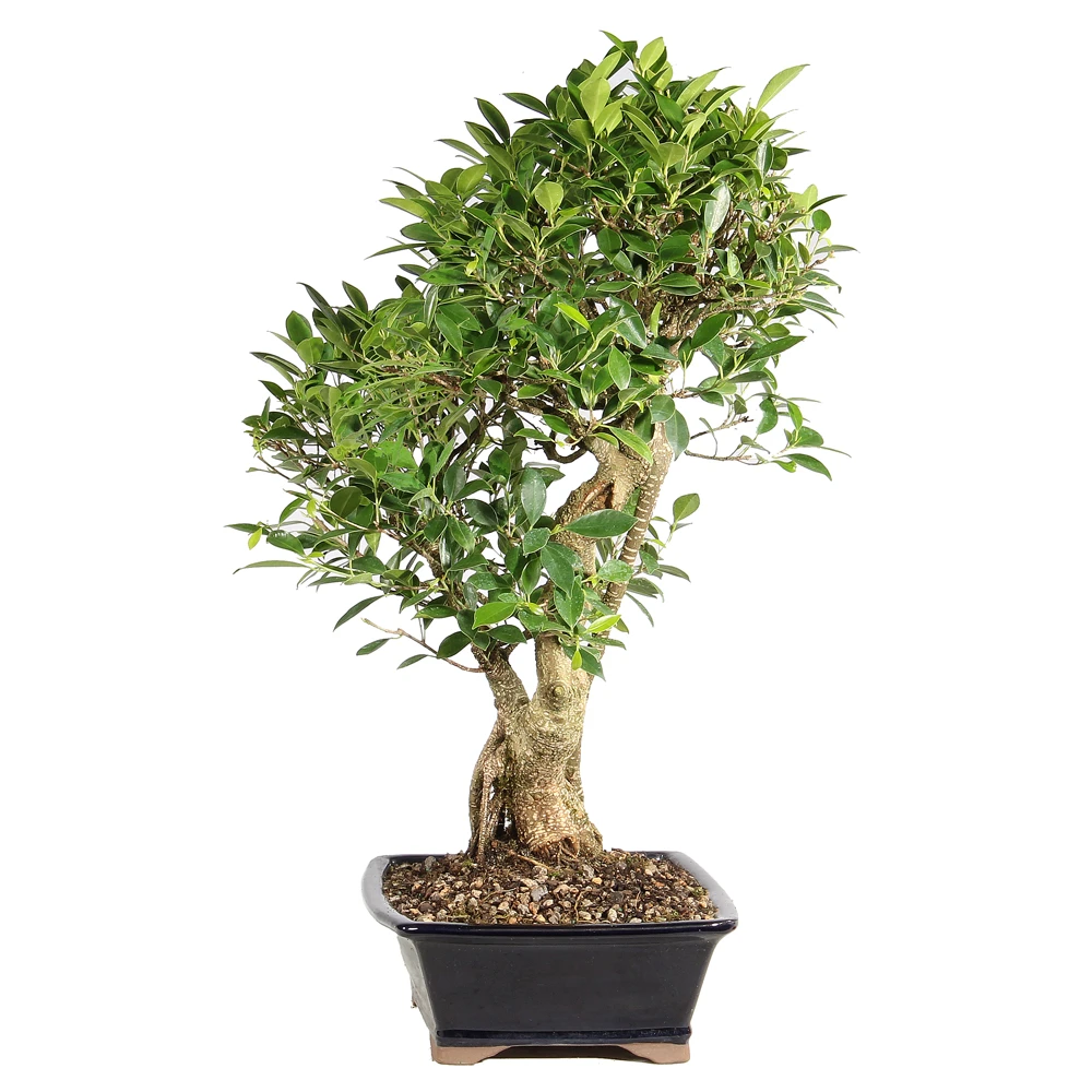 Ficus left side view