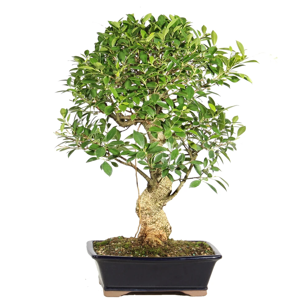 Ficus back view 