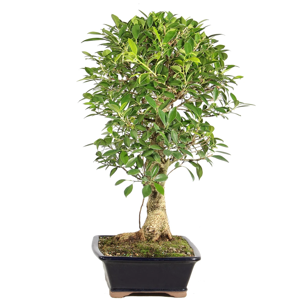 Ficus left side view 