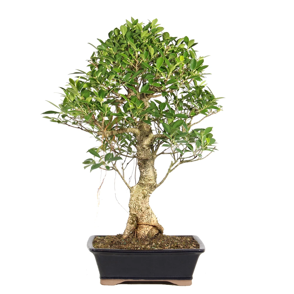 Ficus in a bonsai container 