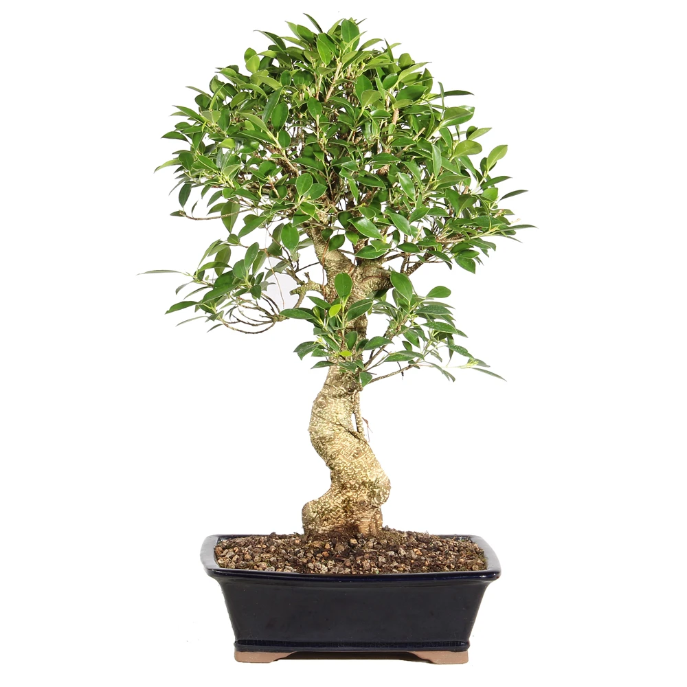 Ficus in a bonsai container 
