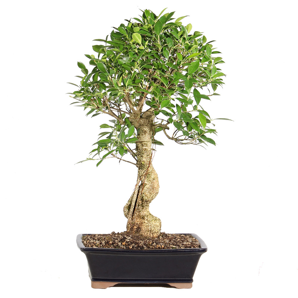 Ficus back view