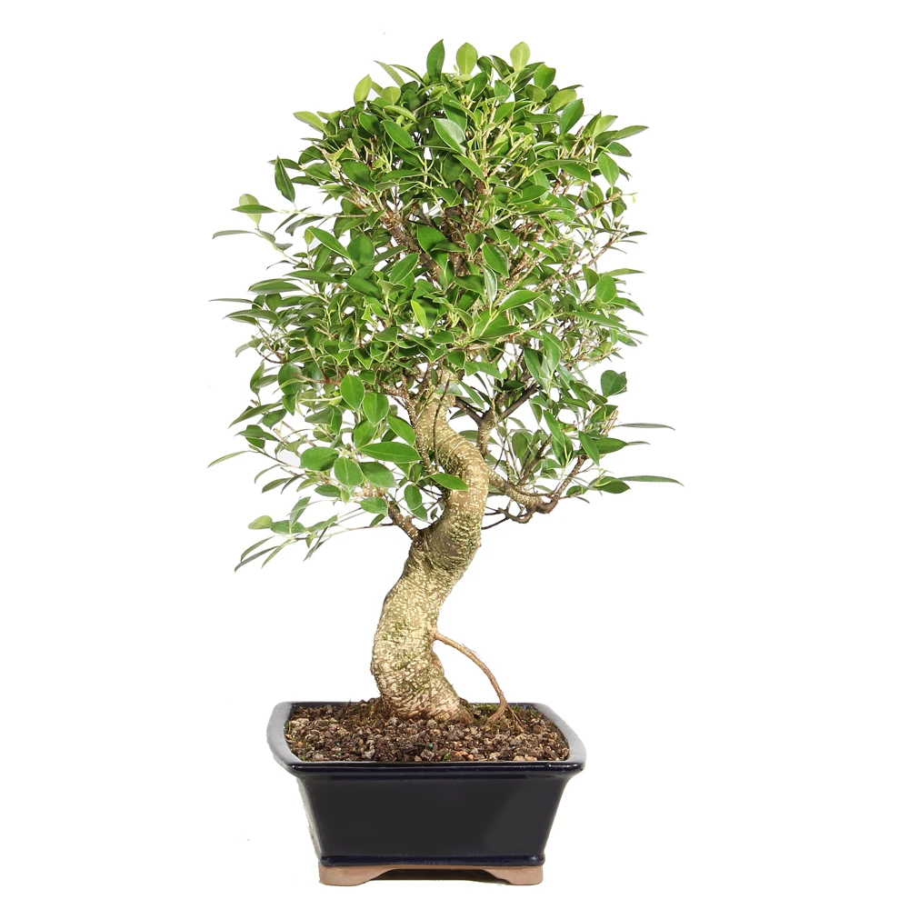 Ficus left side view 