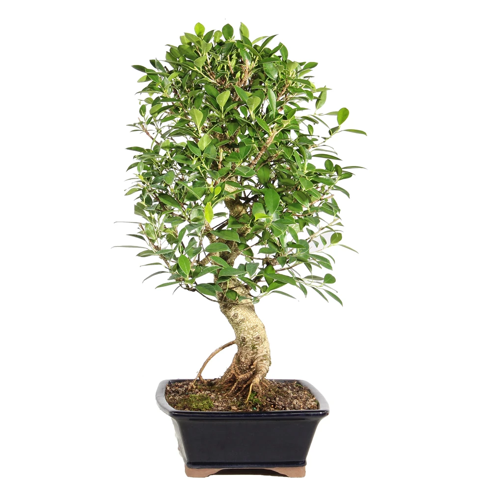 Ficus right side view 