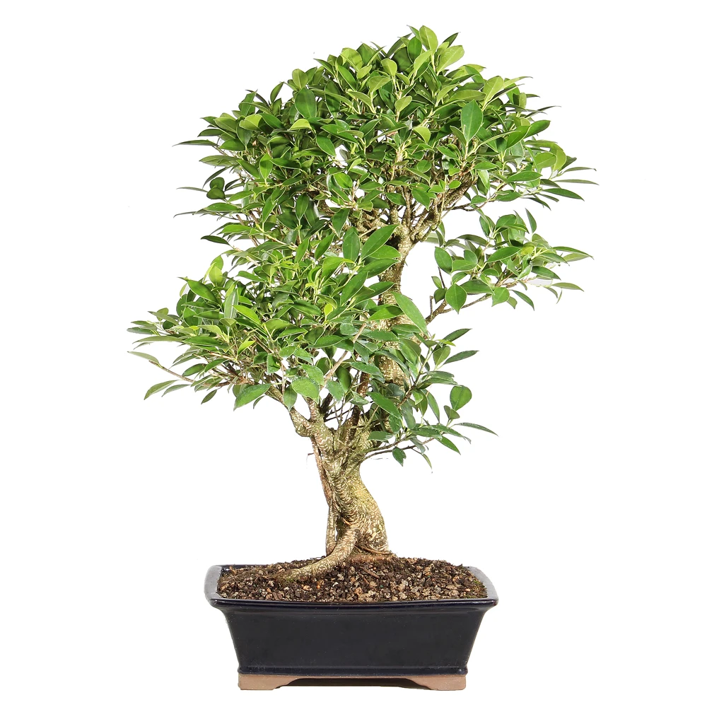 Ficus back view 