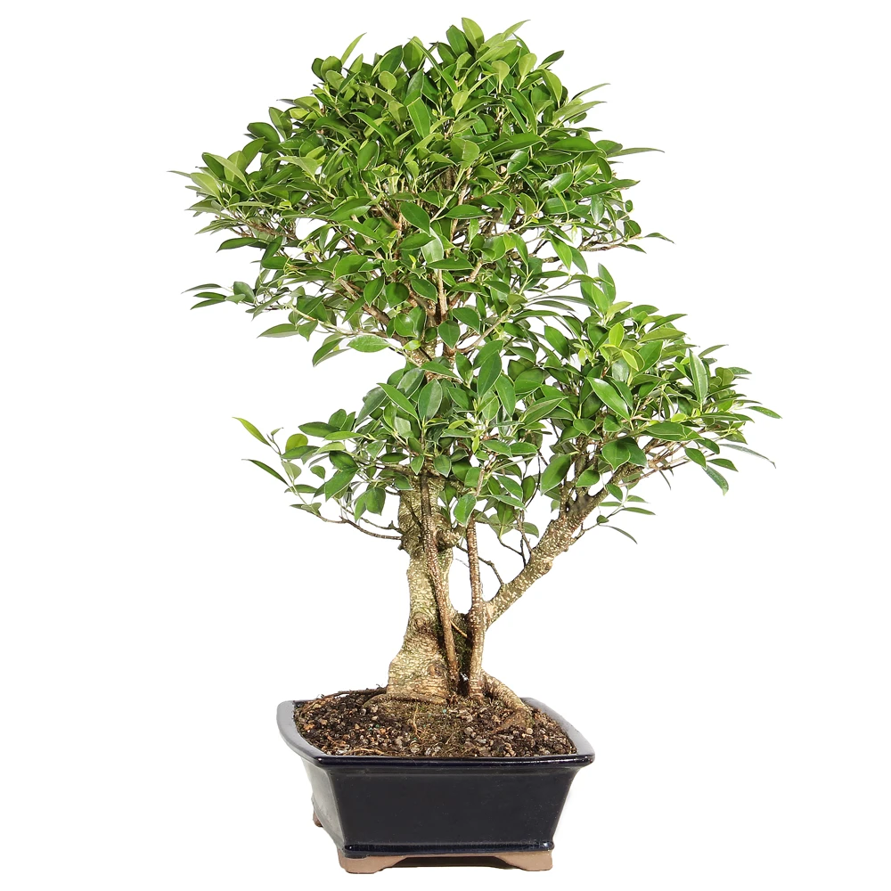 Ficus right side view 