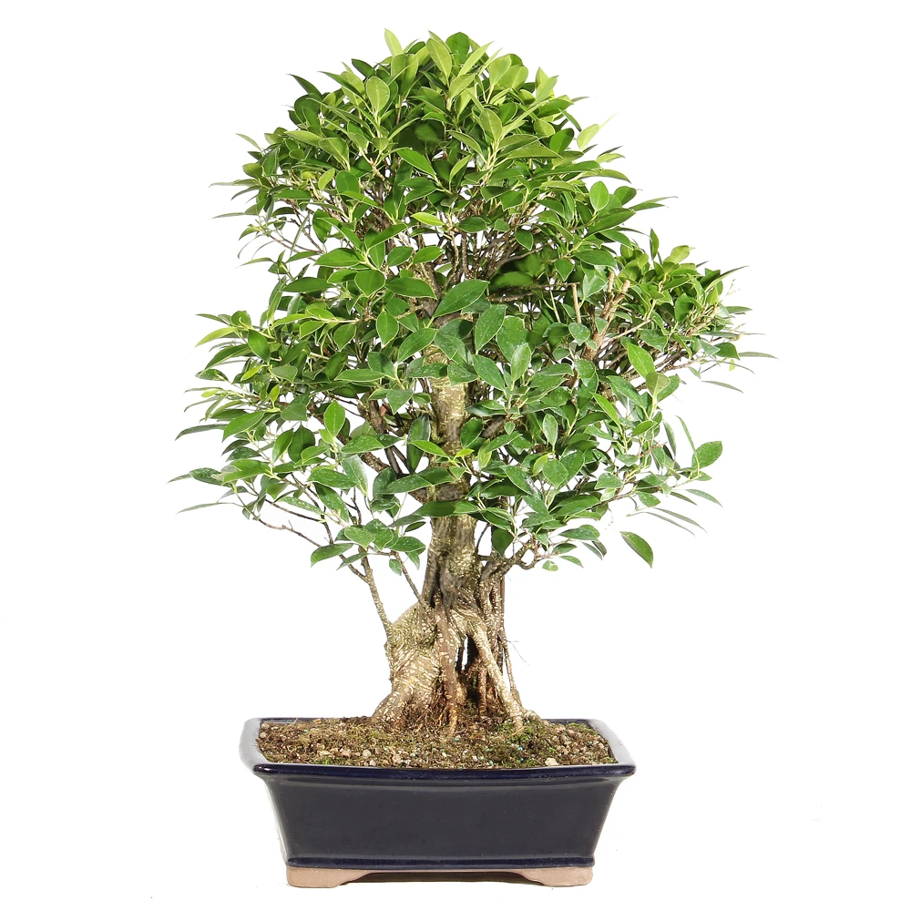 Ficus in a bonasi container