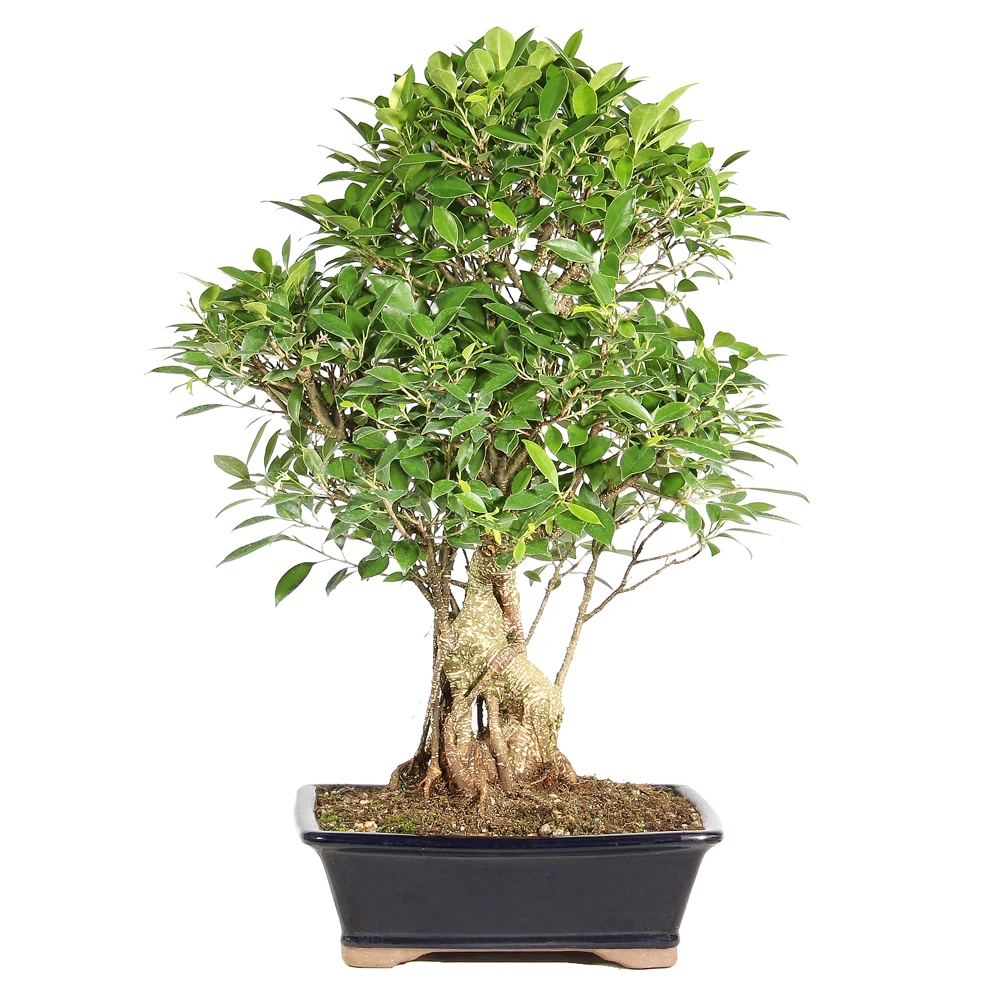 Ficus back view