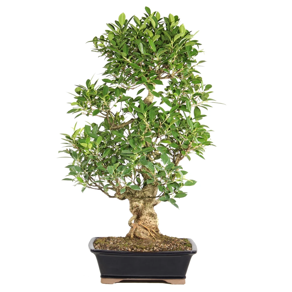 Ficus back view 