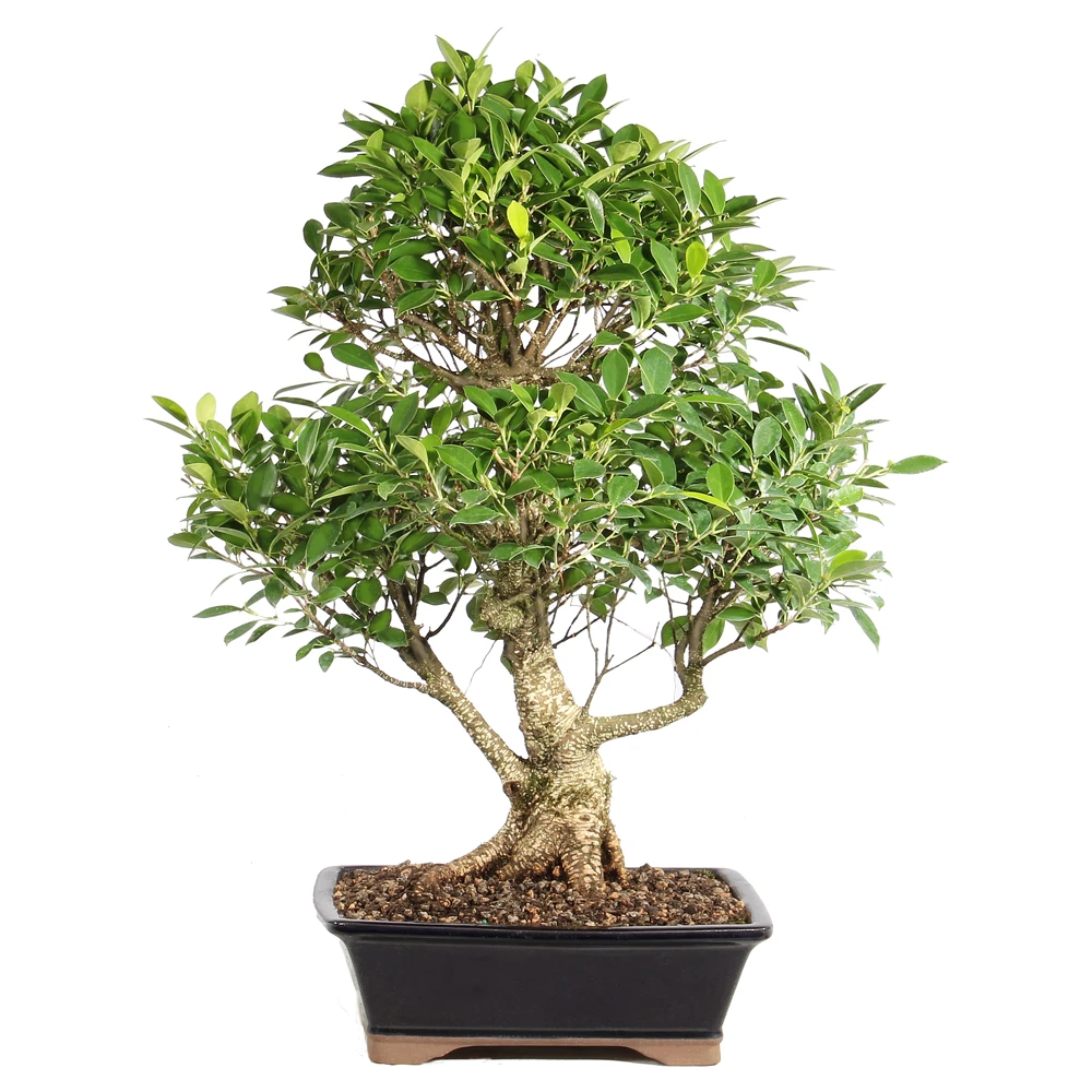 Ficus in a bonsai container 