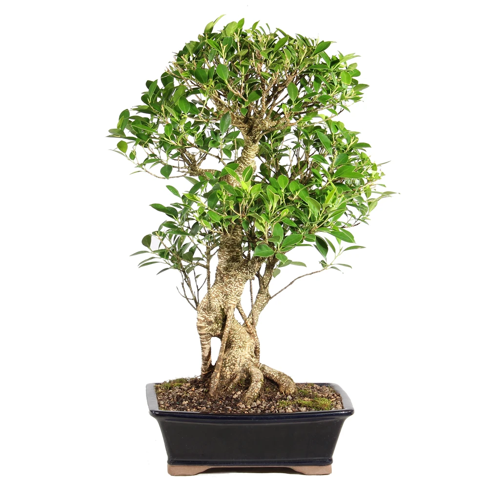 Ficus in a bonsai container 