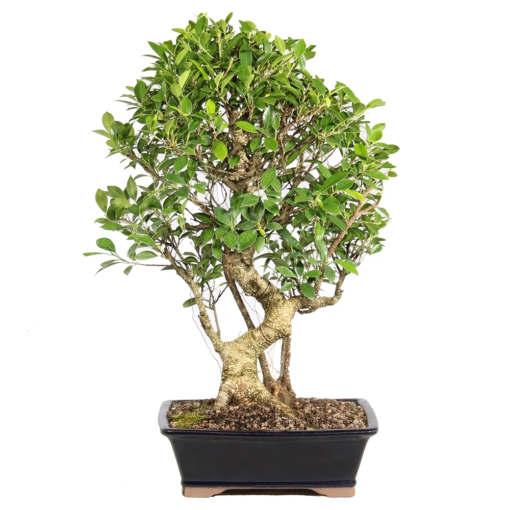 Ficus in a bonsai container 