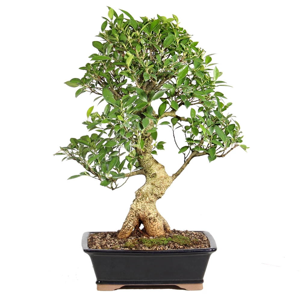Ficus in a bonsai container 