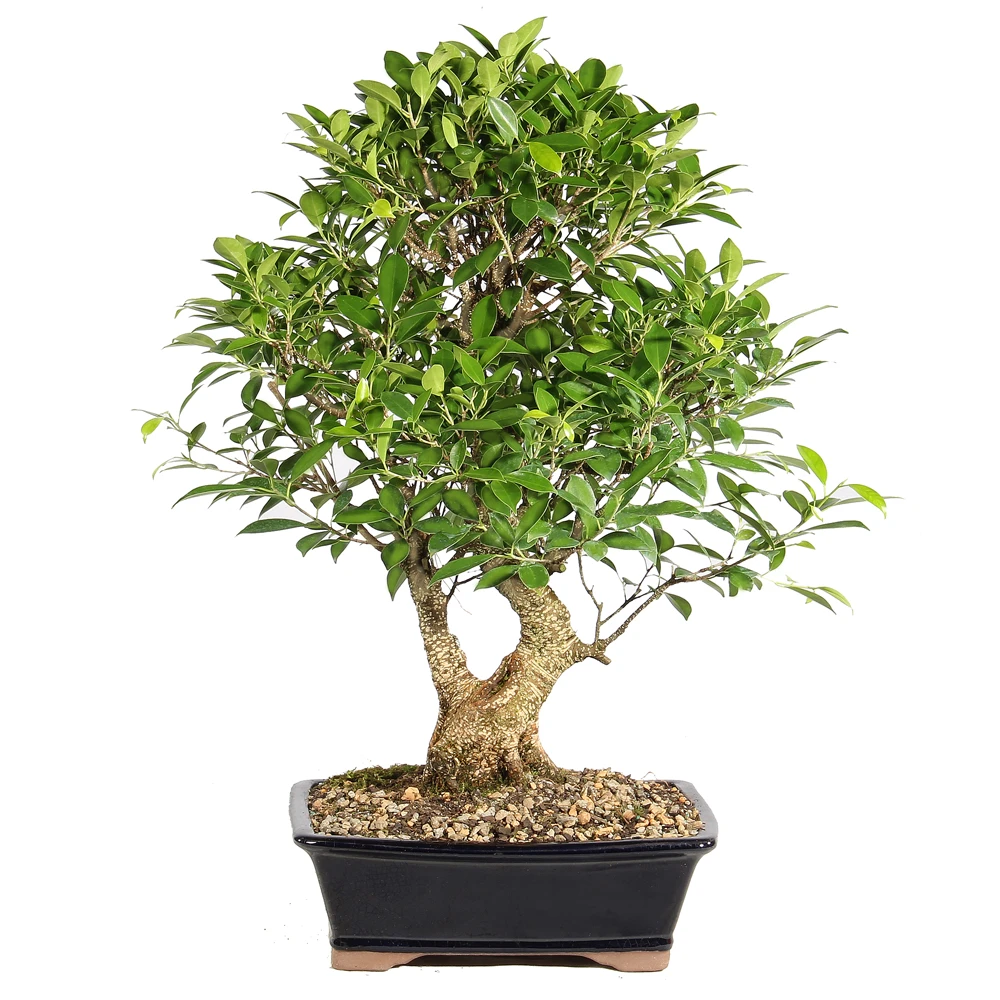 Ficus back view 