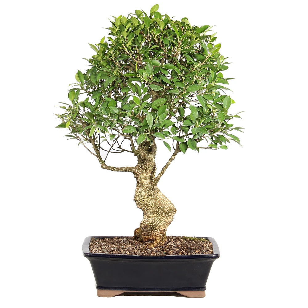 Ficus in a bonsai container 