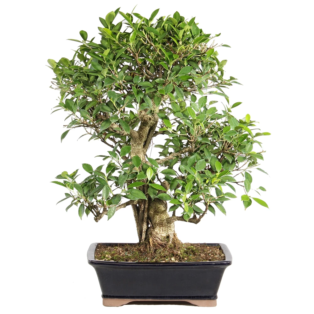 Ficus in a bonsai container 