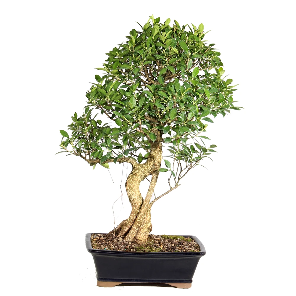 Ficus in a bonsai container 