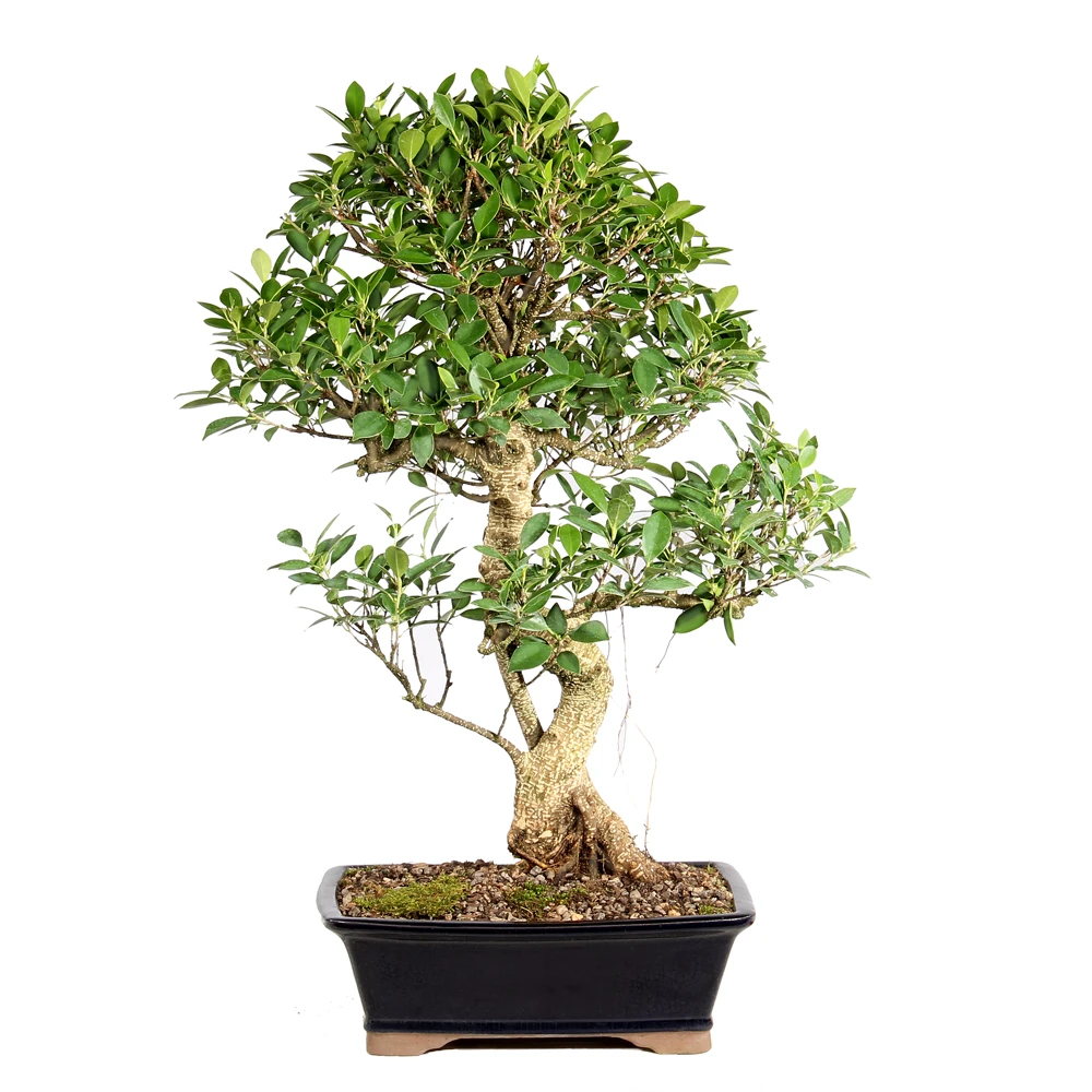 Ficus back view 