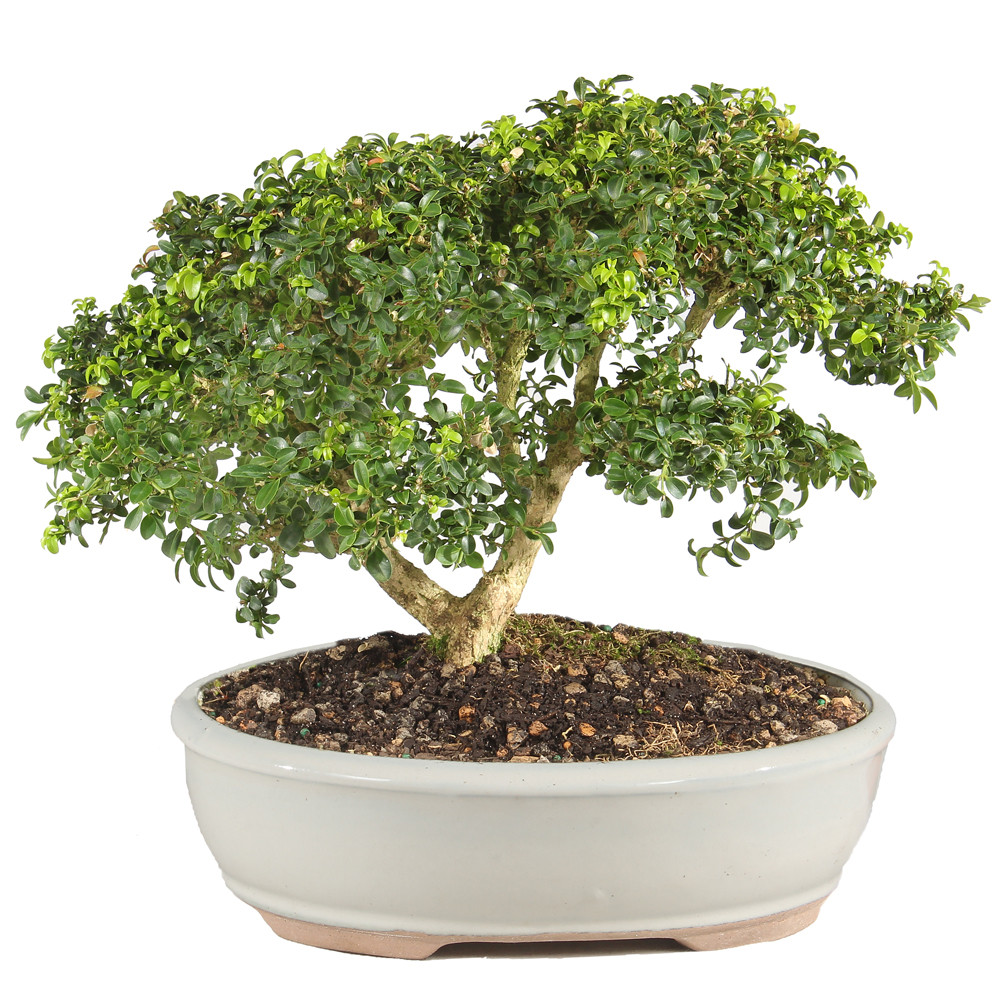 Kingsville Boxwood - ST0625DB-B