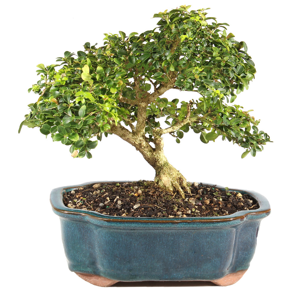 a small bonsai tree in a blue pot