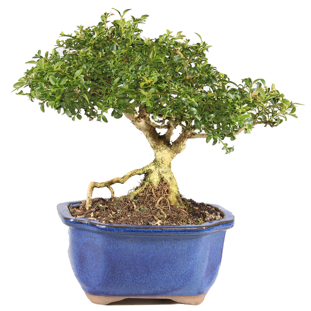 a small tree in a blue pot
