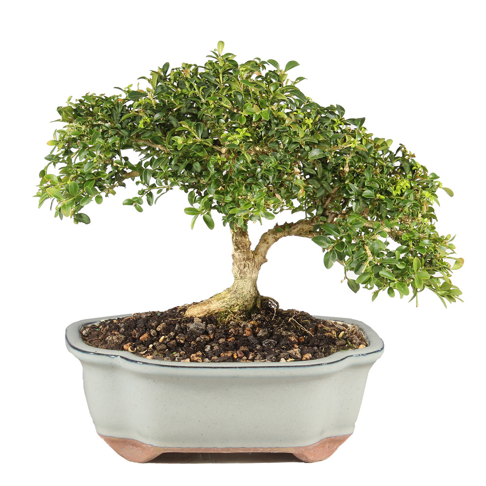 Kingsville Boxwood - ST0625DB-I