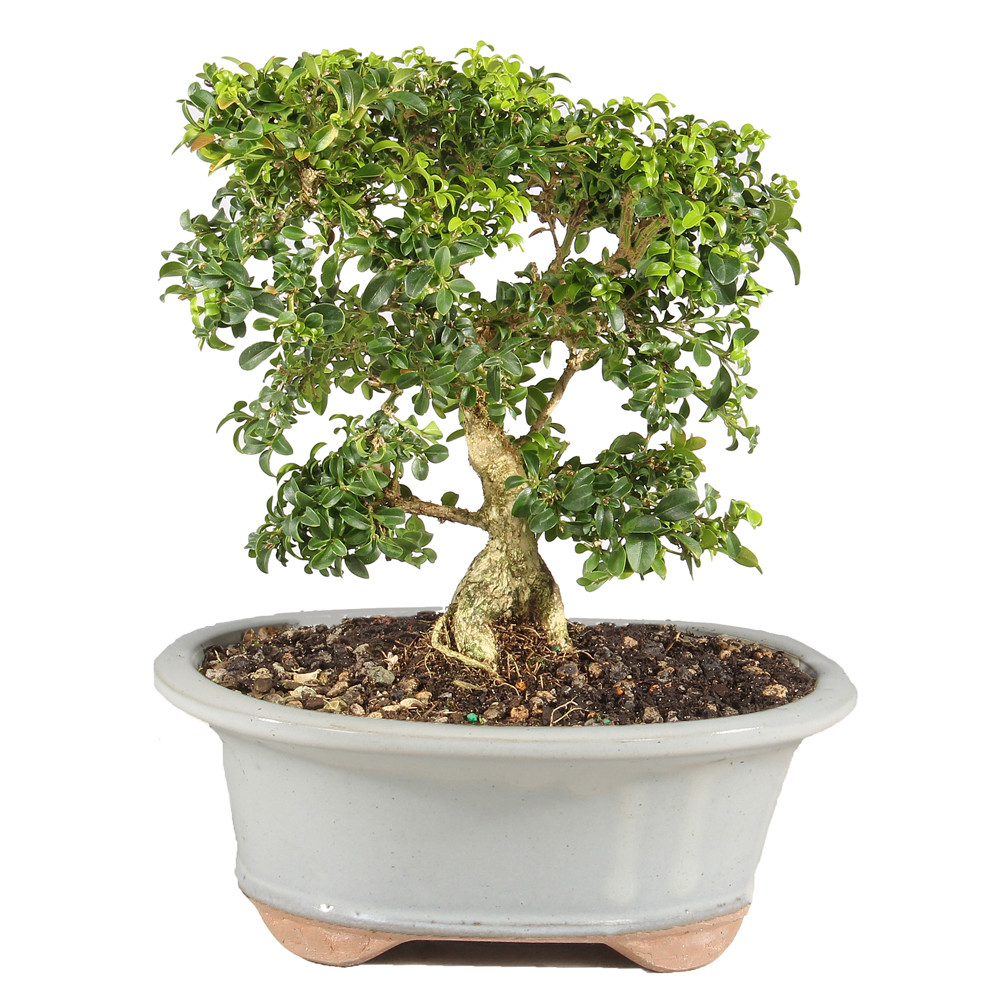 a small tree in a pot