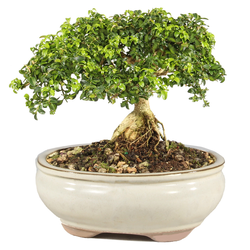 Kingsville Boxwood - ST0625DB-O