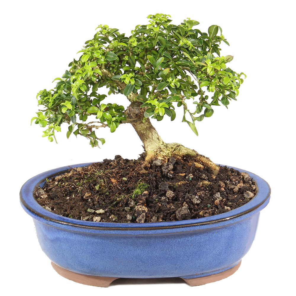 Kingsville Boxwood - ST0625DB-P