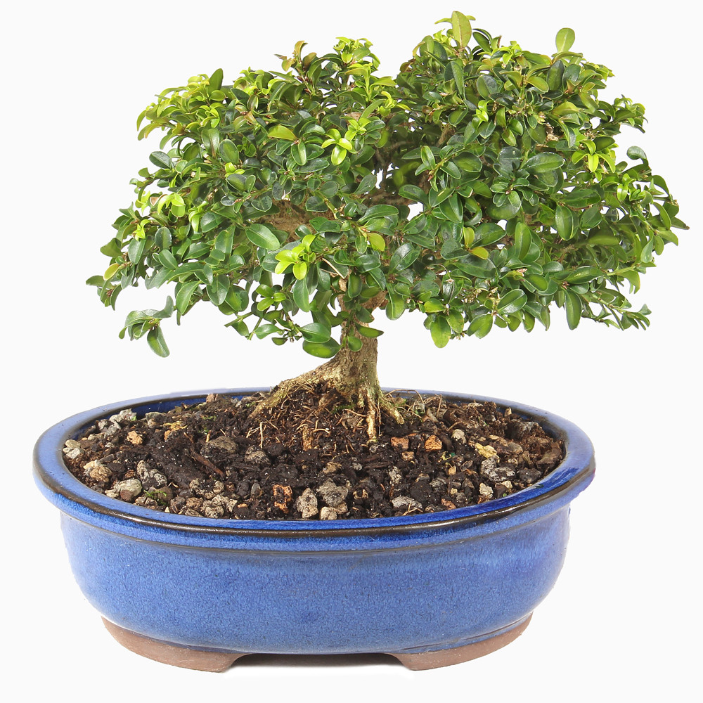 Kingsville Boxwood - ST0625DB-Q
