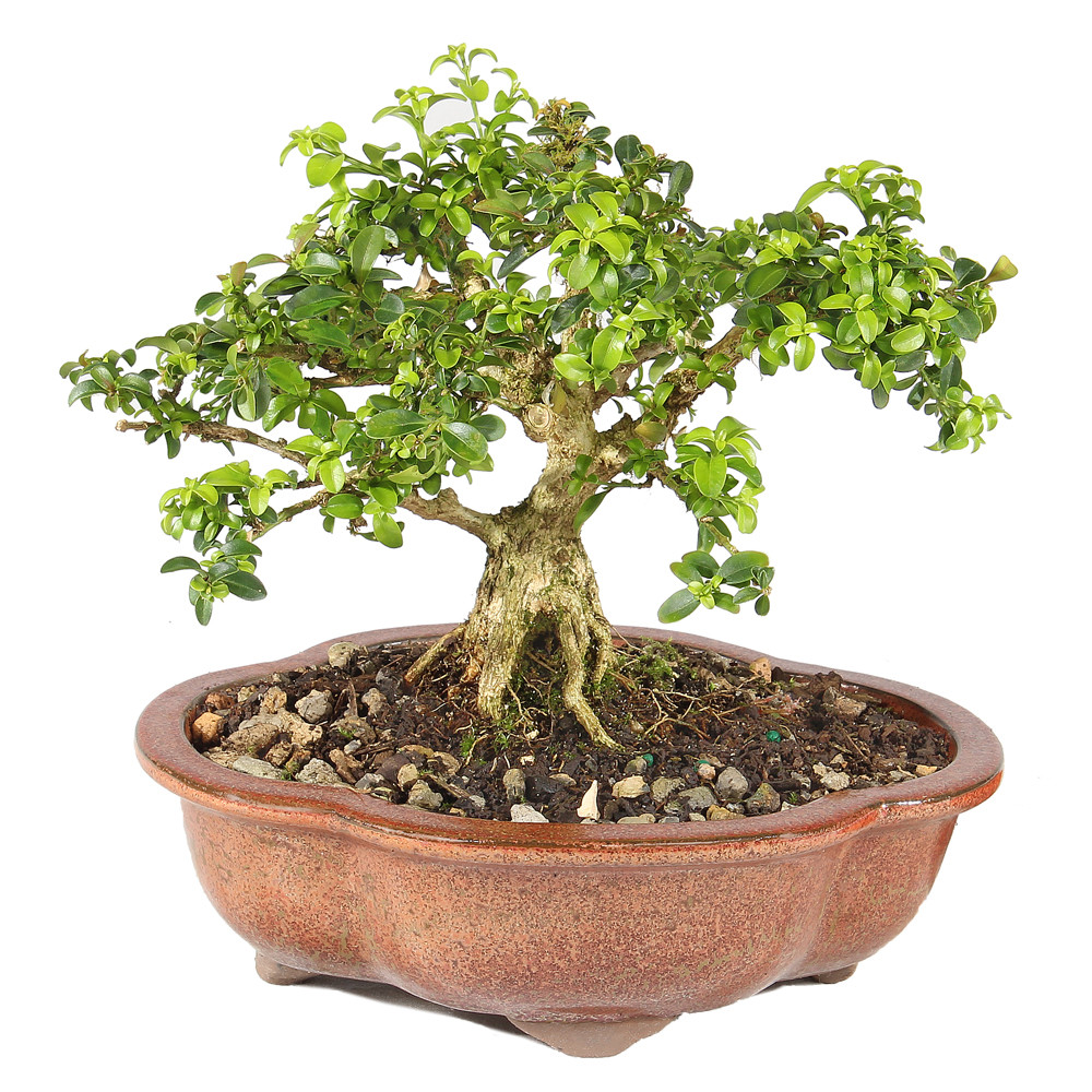Kingsville Boxwood - ST0625DB-S