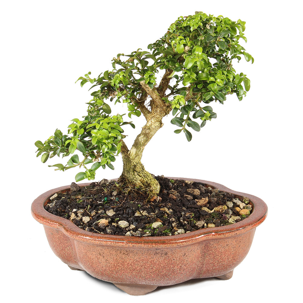 Kingsville Boxwood - ST0625DB-U