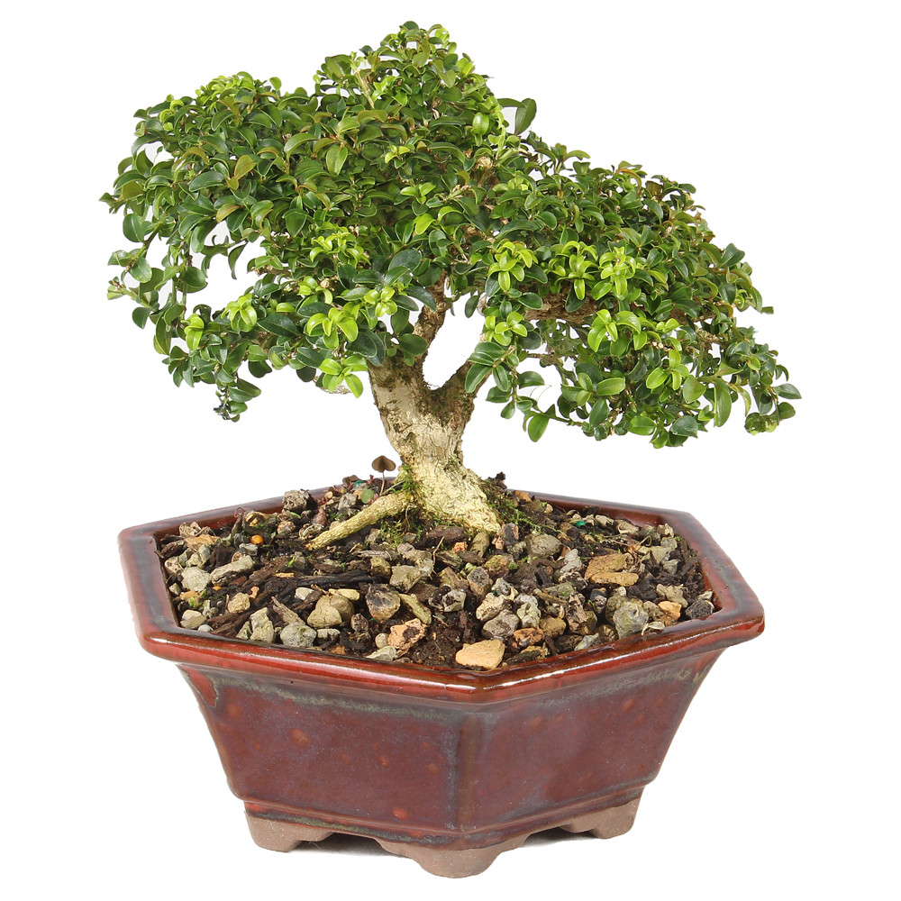 Kingsville Boxwood - ST0625DB-W