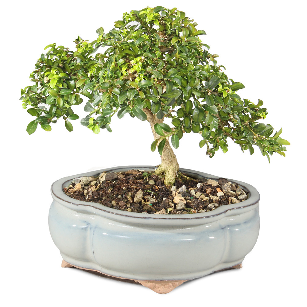 Kingsville Boxwood - ST0725DB-D