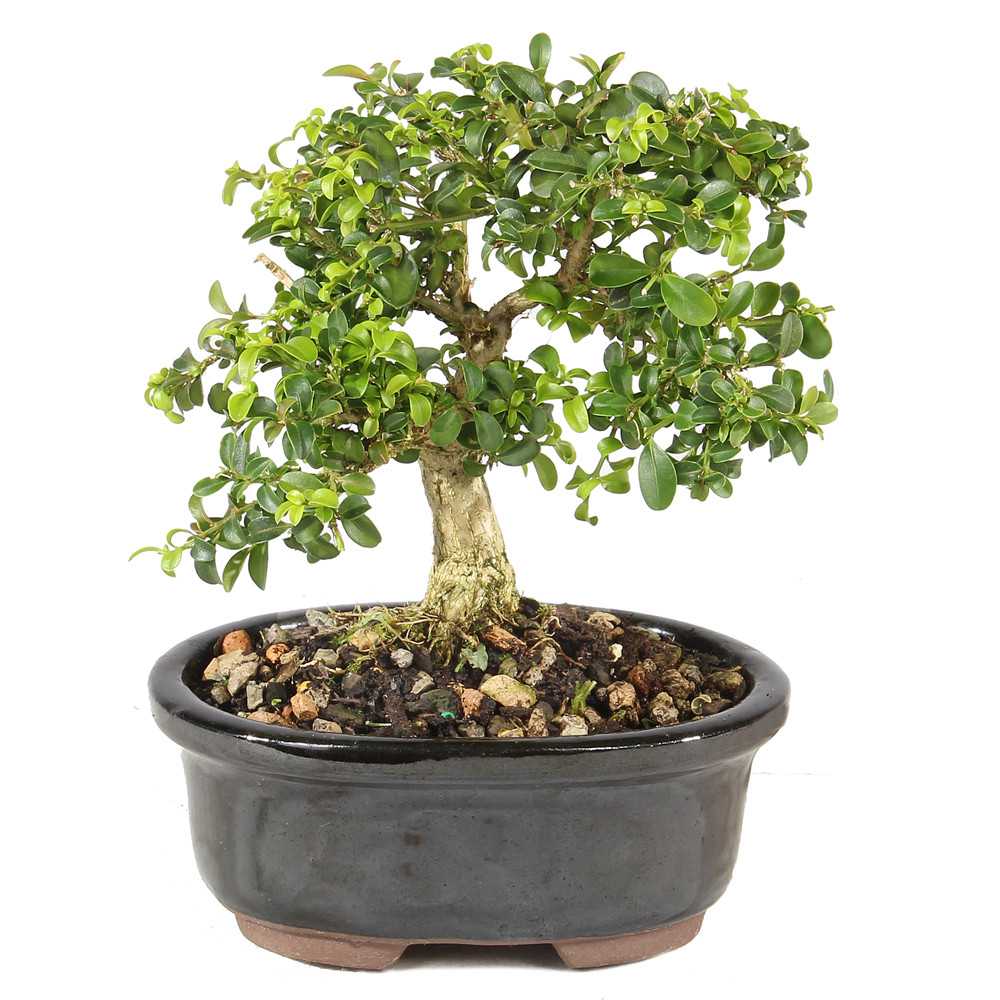 Kingsville Boxwood - ST0725DB-E