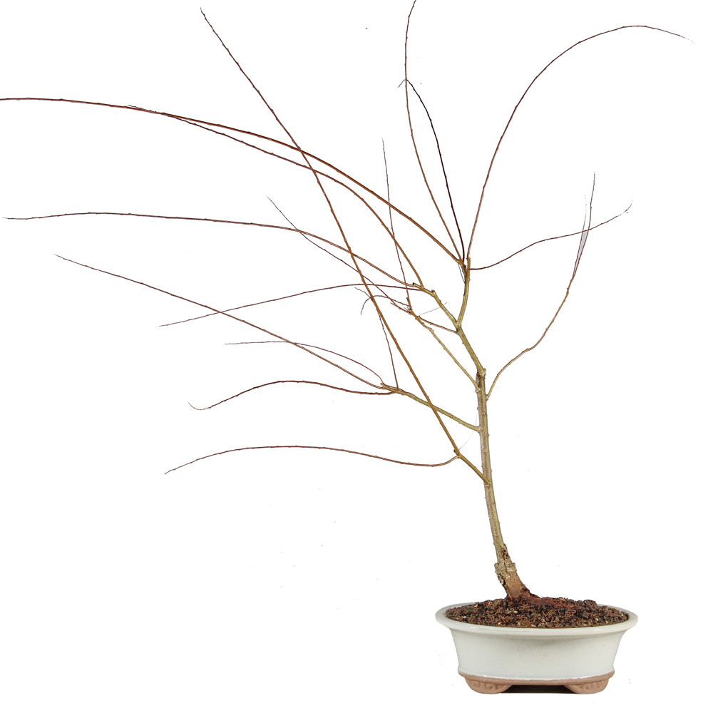 Japanese Weeping Willow - ST1025JWW-I