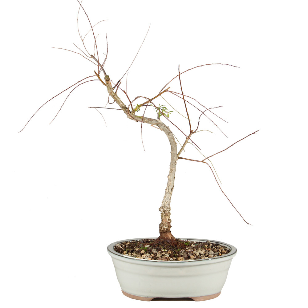 Japanese Weeping Willow - ST1025JWW-O