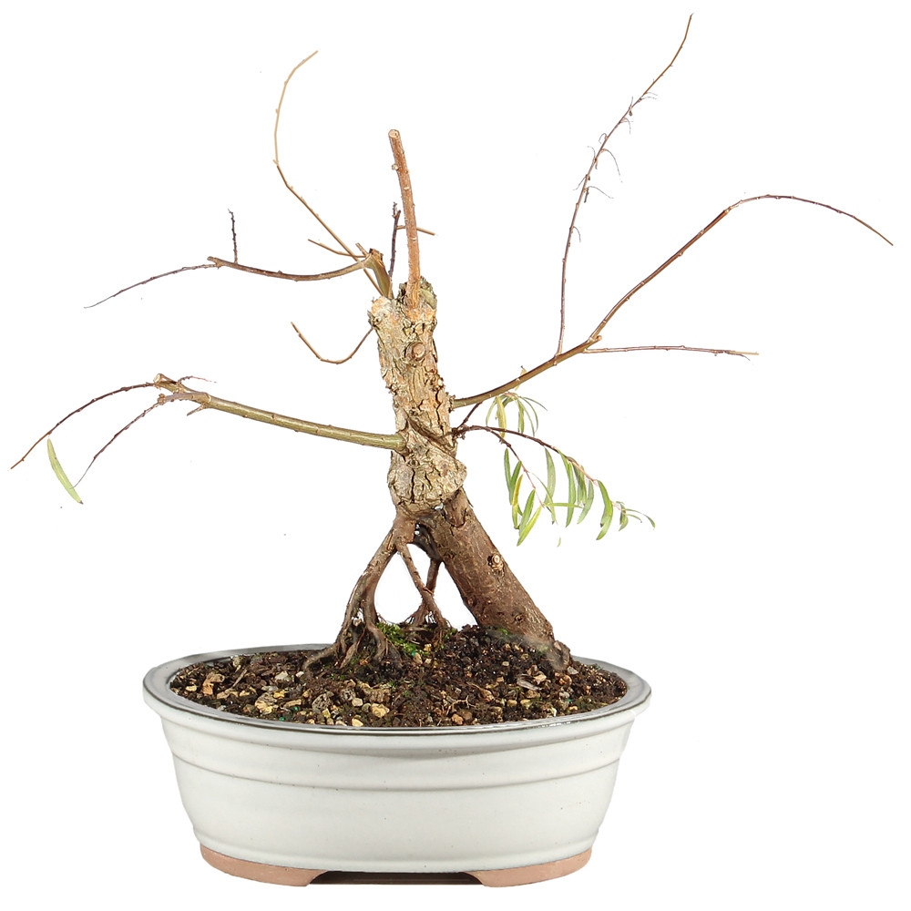 Japanese Weeping Willow - ST1025JWW-P