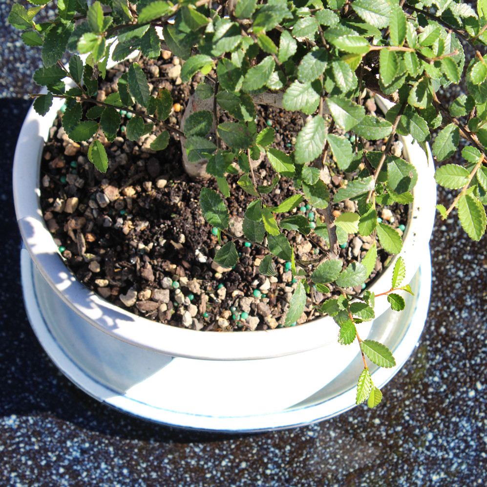A tiny potted plant with vibrant leaves, placed on a simple surface