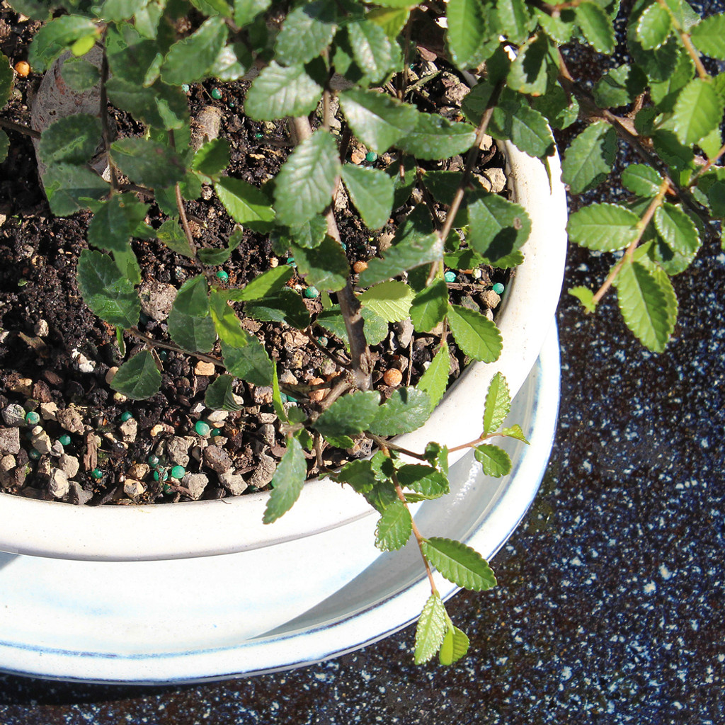 Chinese Elm with White 8" Ceramic Tray - CT9006CEP