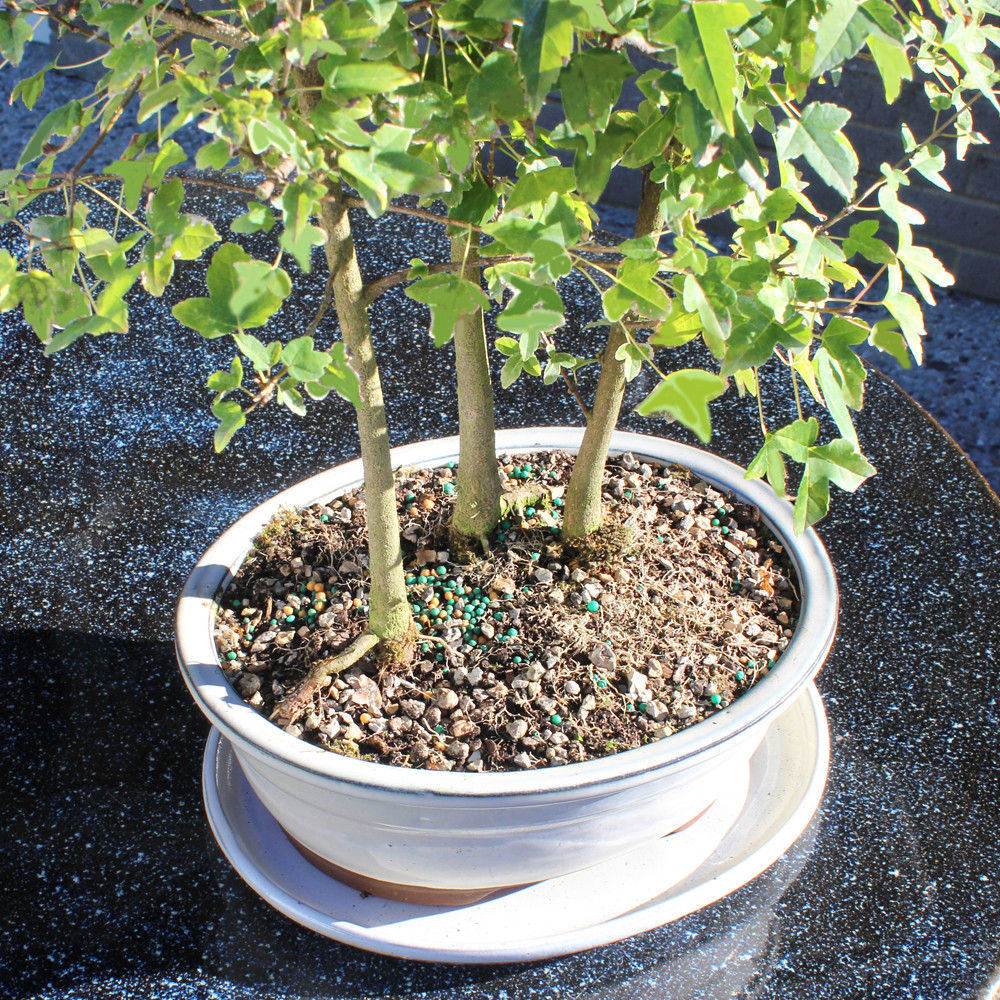 Trident Maple Grove with White 10