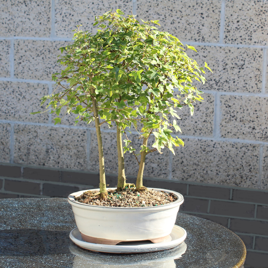 Trident Maple Grove  with White 10" Ceramic Tray - DT0219TMG3