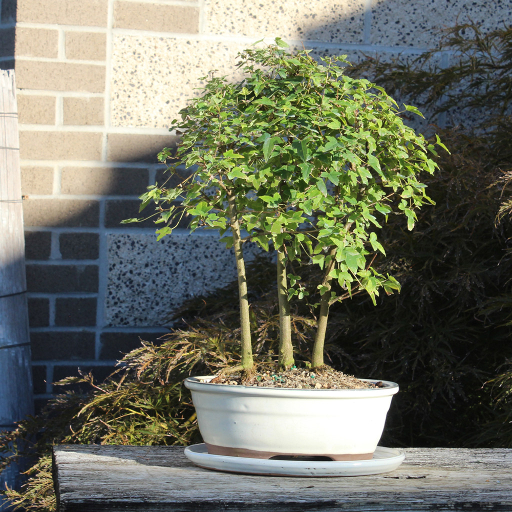 Trident Maple Grove  with White 10" Ceramic Tray - DT0219TMG3