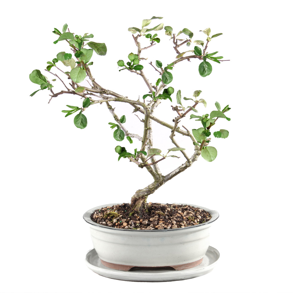 Flowering Quince  with White 10" Ceramic Tray - DT0225FQ