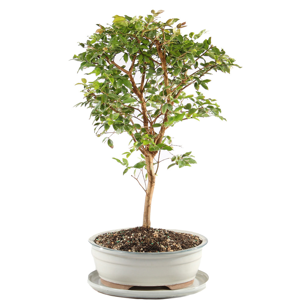 Jaboticaba with White 10" Ceramic Tray - DT0414JMCP