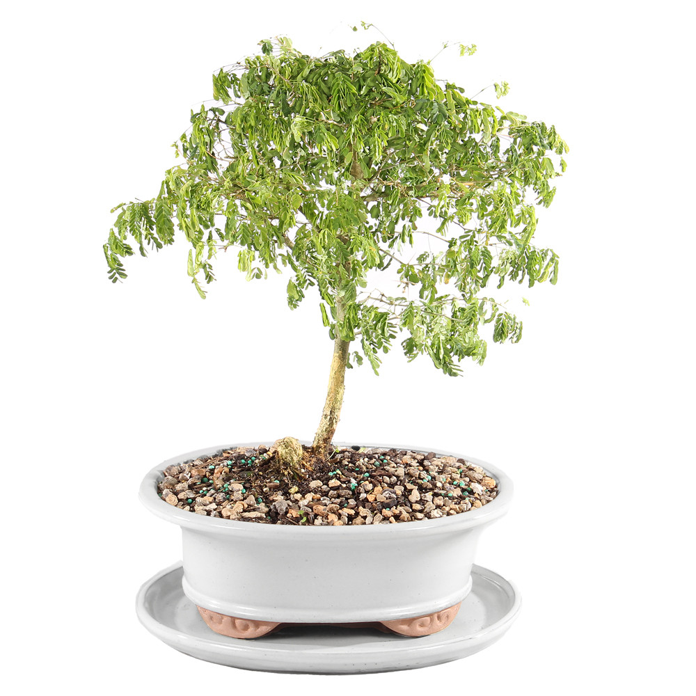 Brazilian Rain Tree with White 10
